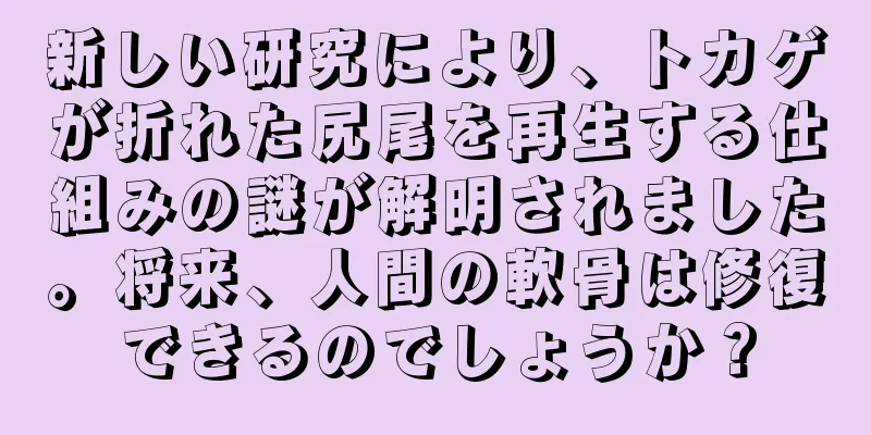 新しい研究により、トカゲが折れた尻尾を再生する仕組みの謎が解明されました。将来、人間の軟骨は修復できるのでしょうか？