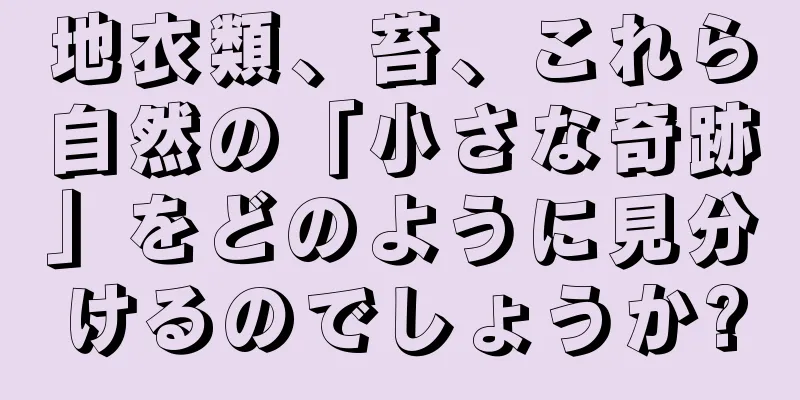 地衣類、苔、これら自然の「小さな奇跡」をどのように見分けるのでしょうか?
