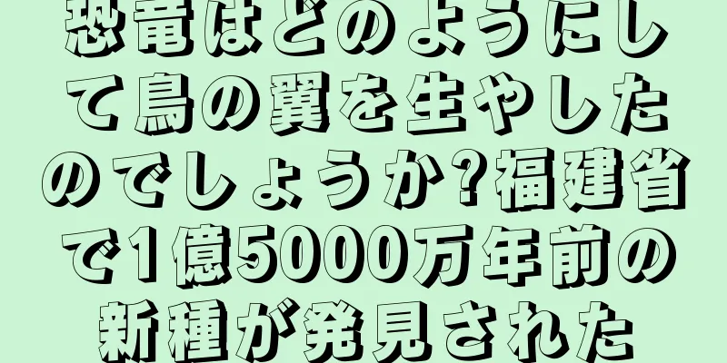 恐竜はどのようにして鳥の翼を生やしたのでしょうか?福建省で1億5000万年前の新種が発見された