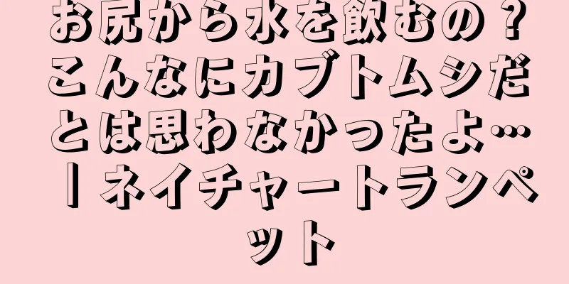 お尻から水を飲むの？こんなにカブトムシだとは思わなかったよ…｜ネイチャートランペット