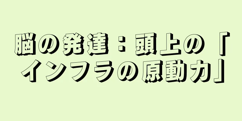 脳の発達：頭上の「インフラの原動力」
