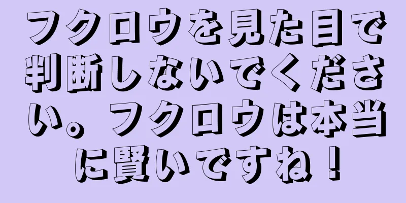 フクロウを見た目で判断しないでください。フクロウは本当に賢いですね！