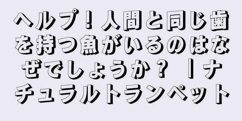 ヘルプ！人間と同じ歯を持つ魚がいるのはなぜでしょうか？ ｜ナチュラルトランペット