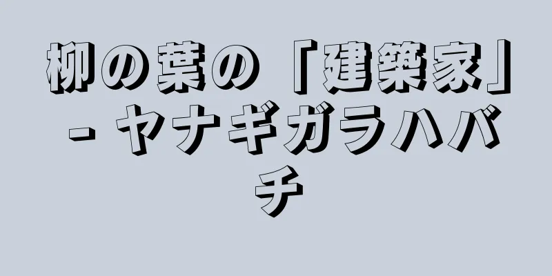 柳の葉の「建築家」 - ヤナギガラハバチ