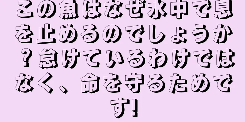 この魚はなぜ水中で息を止めるのでしょうか？怠けているわけではなく、命を守るためです!