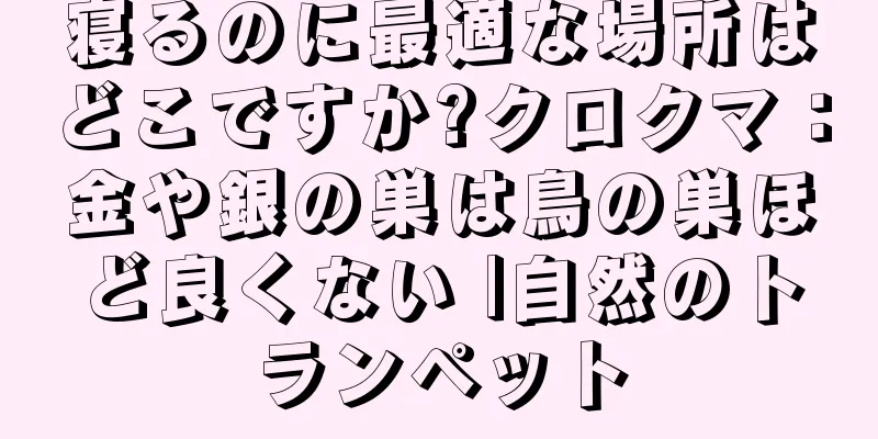 寝るのに最適な場所はどこですか?クロクマ：金や銀の巣は鳥の巣ほど良くない |自然のトランペット