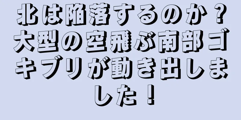 北は陥落するのか？大型の空飛ぶ南部ゴキブリが動き出しました！