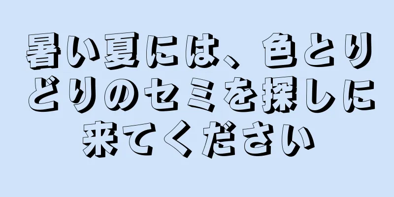 暑い夏には、色とりどりのセミを探しに来てください