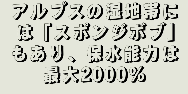 アルプスの湿地帯には「スポンジボブ」もあり、保水能力は最大2000%