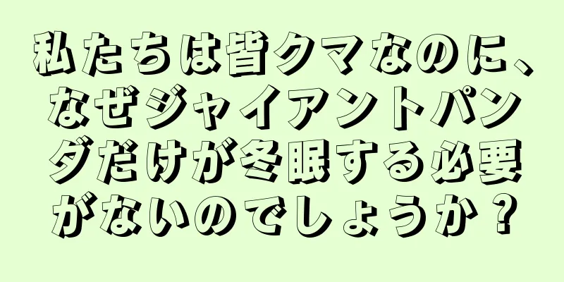 私たちは皆クマなのに、なぜジャイアントパンダだけが冬眠する必要がないのでしょうか？