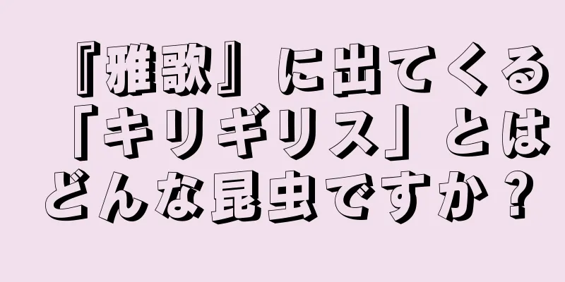 『雅歌』に出てくる「キリギリス」とはどんな昆虫ですか？