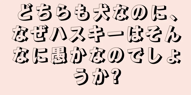 どちらも犬なのに、なぜハスキーはそんなに愚かなのでしょうか?