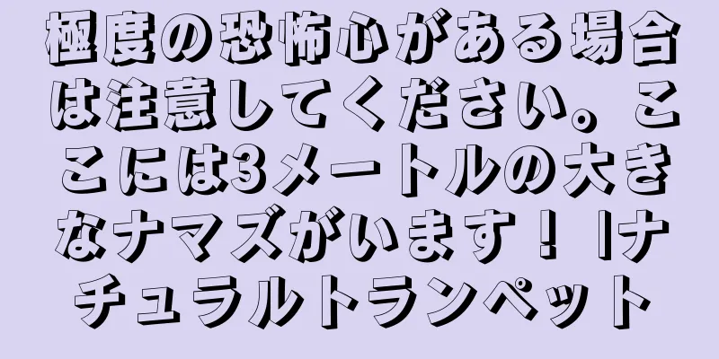 極度の恐怖心がある場合は注意してください。ここには3メートルの大きなナマズがいます！ |ナチュラルトランペット