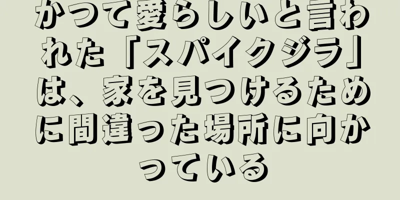 かつて愛らしいと言われた「スパイクジラ」は、家を見つけるために間違った場所に向かっている