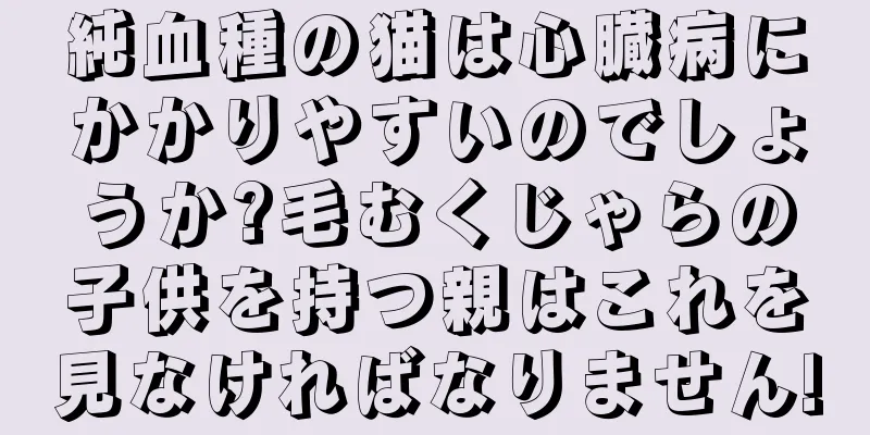 純血種の猫は心臓病にかかりやすいのでしょうか?毛むくじゃらの子供を持つ親はこれを見なければなりません!