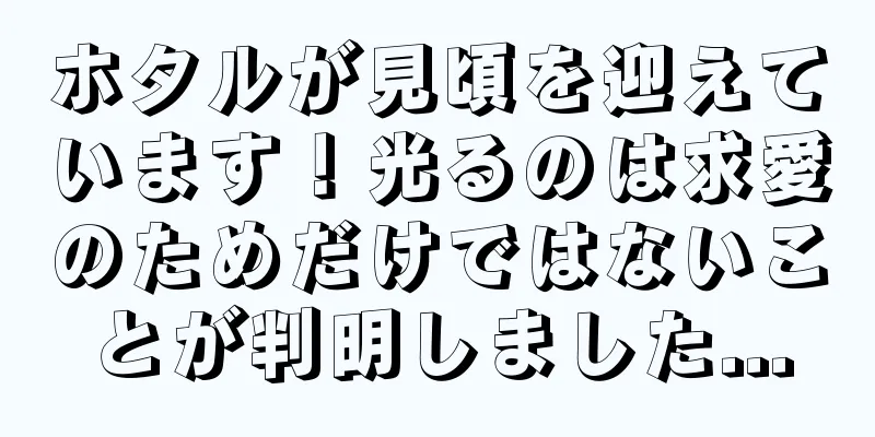 ホタルが見頃を迎えています！光るのは求愛のためだけではないことが判明しました...