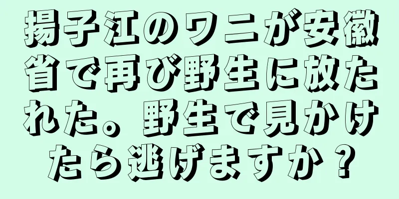 揚子江のワニが安徽省で再び野生に放たれた。野生で見かけたら逃げますか？