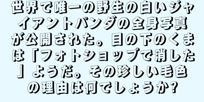 世界で唯一の野生の白いジャイアントパンダの全身写真が公開された。目の下のくまは「フォトショップで消した」ようだ。その珍しい毛色の理由は何でしょうか?