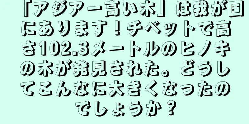 「アジア一高い木」は我が国にあります！チベットで高さ102.3メートルのヒノキの木が発見された。どうしてこんなに大きくなったのでしょうか？