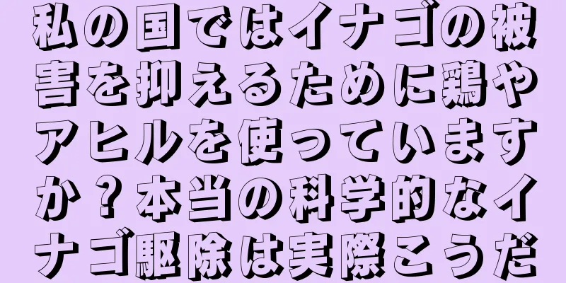 私の国ではイナゴの被害を抑えるために鶏やアヒルを使っていますか？本当の科学的なイナゴ駆除は実際こうだ