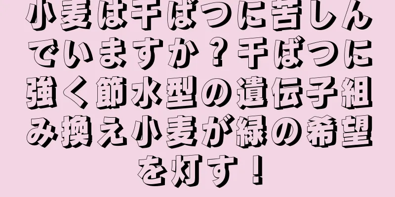 小麦は干ばつに苦しんでいますか？干ばつに強く節水型の遺伝子組み換え小麦が緑の希望を灯す！