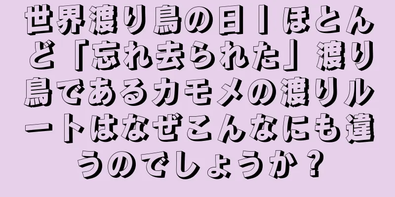 世界渡り鳥の日丨ほとんど「忘れ去られた」渡り鳥であるカモメの渡りルートはなぜこんなにも違うのでしょうか？