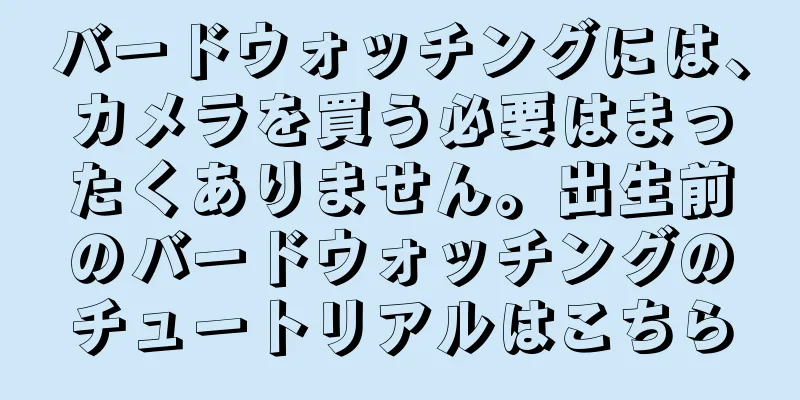 バードウォッチングには、カメラを買う必要はまったくありません。出生前のバードウォッチングのチュートリアルはこちら