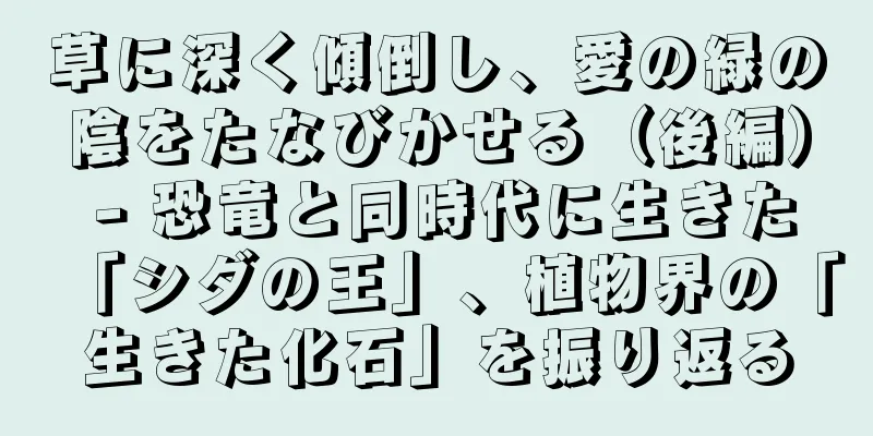 草に深く傾倒し、愛の緑の陰をたなびかせる（後編） - 恐竜と同時代に生きた「シダの王」、植物界の「生きた化石」を振り返る