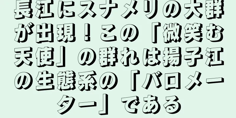 長江にスナメリの大群が出現！この「微笑む天使」の群れは揚子江の生態系の「バロメーター」である