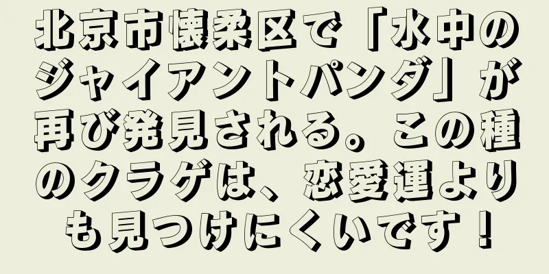 北京市懐柔区で「水中のジャイアントパンダ」が再び発見される。この種のクラゲは、恋愛運よりも見つけにくいです！