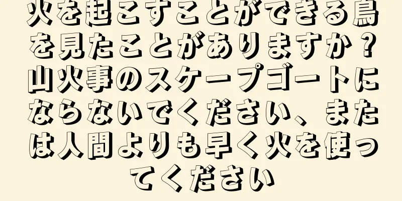 火を起こすことができる鳥を見たことがありますか？山火事のスケープゴートにならないでください、または人間よりも早く火を使ってください