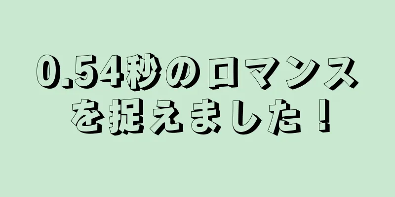 0.54秒のロマンスを捉えました！