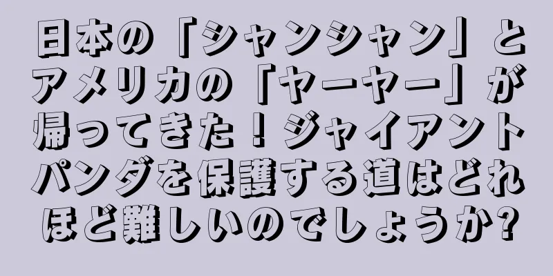 日本の「シャンシャン」とアメリカの「ヤーヤー」が帰ってきた！ジャイアントパンダを保護する道はどれほど難しいのでしょうか?
