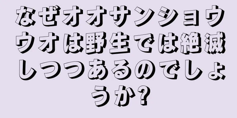 なぜオオサンショウウオは野生では絶滅しつつあるのでしょうか?