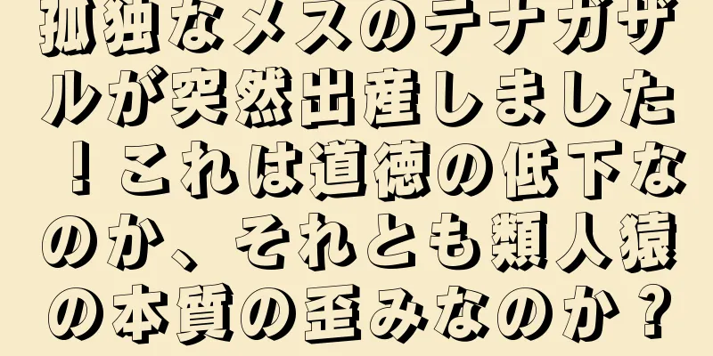 孤独なメスのテナガザルが突然出産しました！これは道徳の低下なのか、それとも類人猿の本質の歪みなのか？