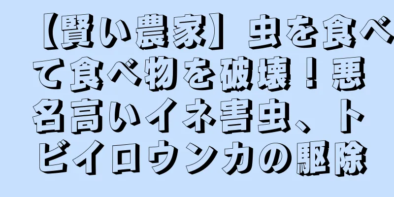 【賢い農家】虫を食べて食べ物を破壊！悪名高いイネ害虫、トビイロウンカの駆除