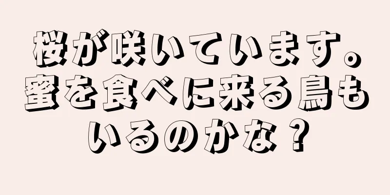 桜が咲いています。蜜を食べに来る鳥もいるのかな？