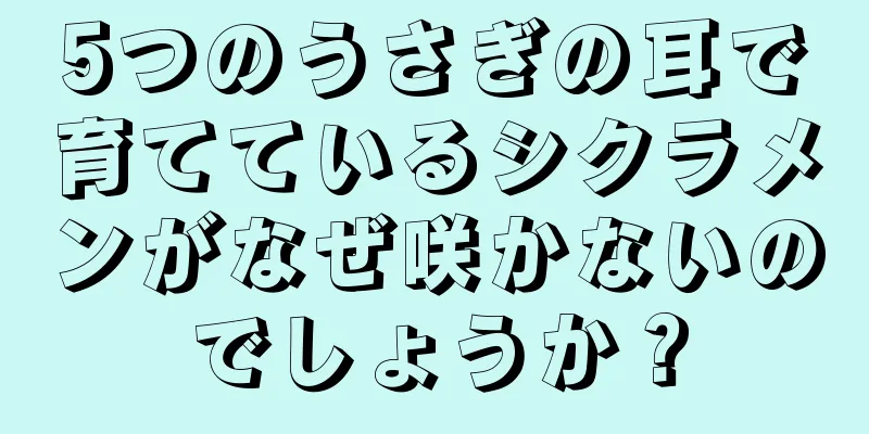 5つのうさぎの耳で育てているシクラメンがなぜ咲かないのでしょうか？