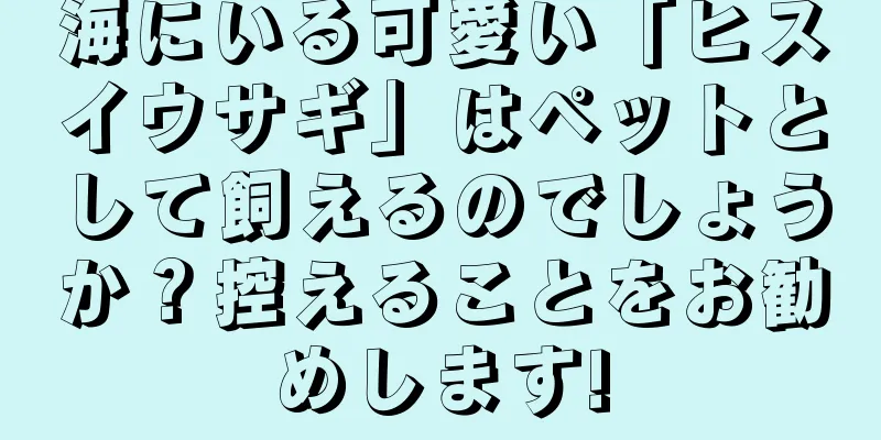 海にいる可愛い「ヒスイウサギ」はペットとして飼えるのでしょうか？控えることをお勧めします!