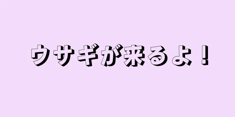 ウサギが来るよ！