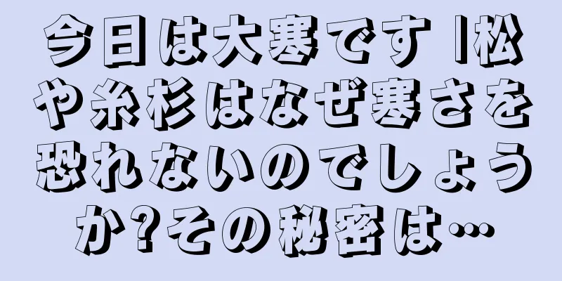 今日は大寒です |松や糸杉はなぜ寒さを恐れないのでしょうか?その秘密は…