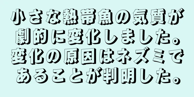 小さな熱帯魚の気質が劇的に変化しました。変化の原因はネズミであることが判明した。