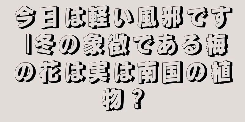 今日は軽い風邪です |冬の象徴である梅の花は実は南国の植物？