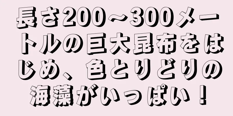 長さ200～300メートルの巨大昆布をはじめ、色とりどりの海藻がいっぱい！