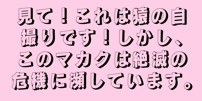 見て！これは猿の自撮りです！しかし、このマカクは絶滅の危機に瀕しています。