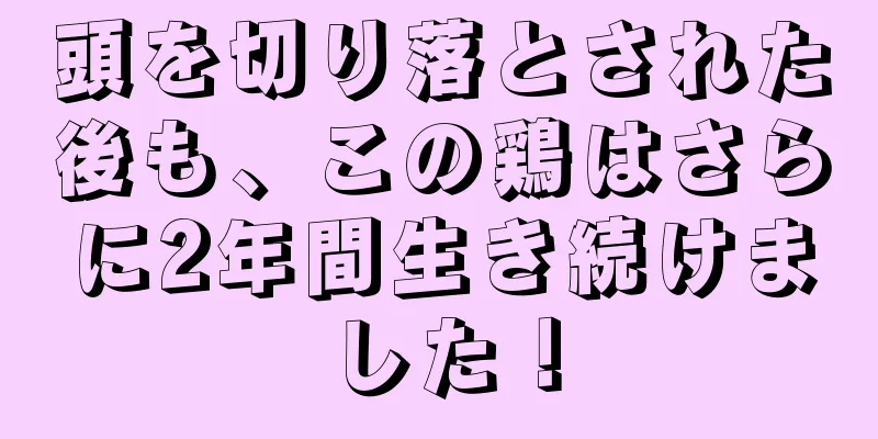 頭を切り落とされた後も、この鶏はさらに2年間生き続けました！