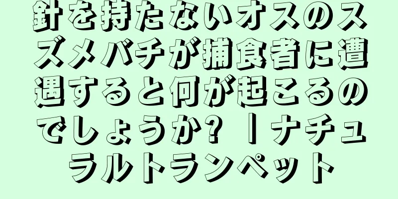 針を持たないオスのスズメバチが捕食者に遭遇すると何が起こるのでしょうか? ｜ナチュラルトランペット