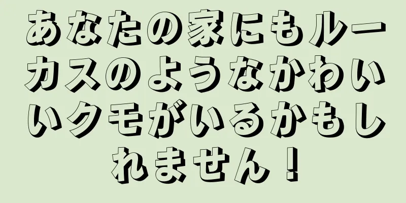 あなたの家にもルーカスのようなかわいいクモがいるかもしれません！