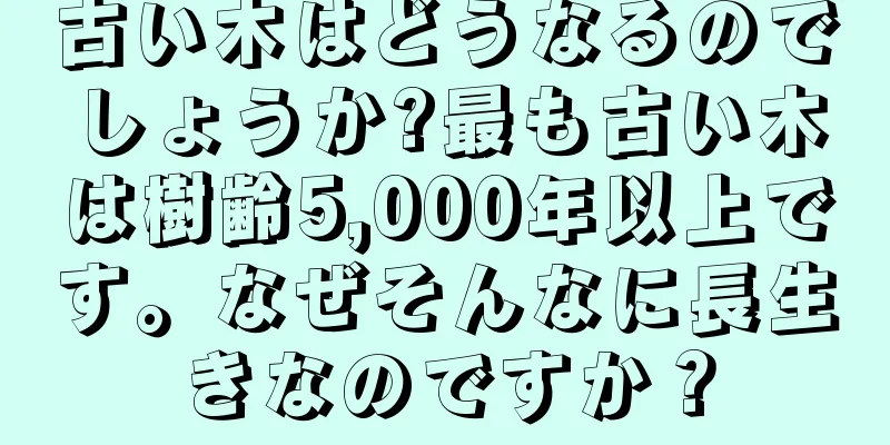 古い木はどうなるのでしょうか?最も古い木は樹齢5,000年以上です。なぜそんなに長生きなのですか？