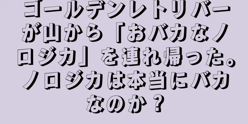 ゴールデンレトリバーが山から「おバカなノロジカ」を連れ帰った。ノロジカは本当にバカなのか？